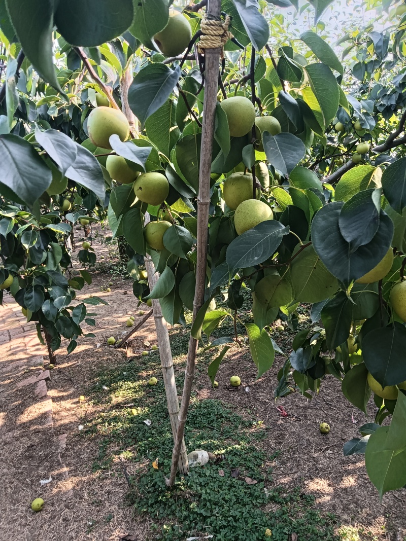 黄冠梨。快要成熟欢迎大家光临