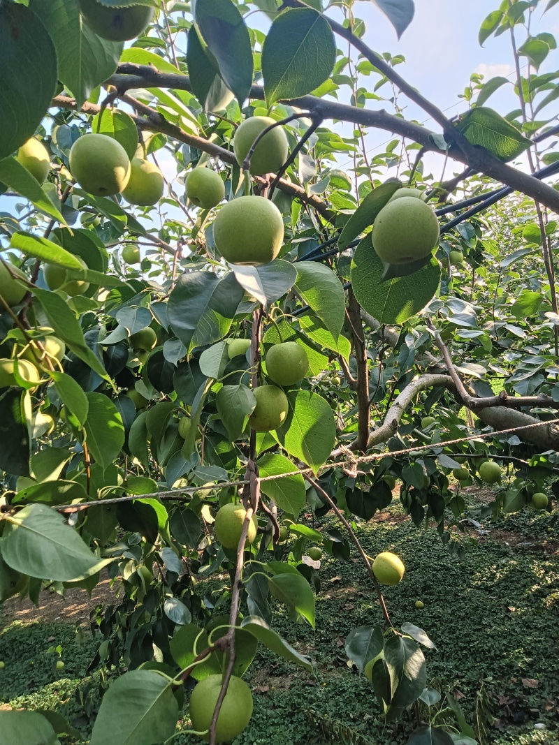 黄冠梨。快要成熟欢迎大家光临