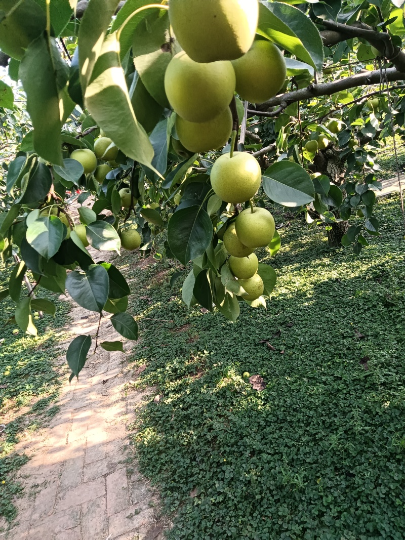 黄冠梨。快要成熟欢迎大家光临