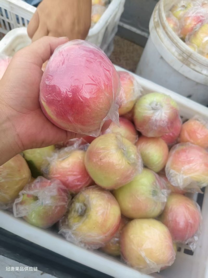 鲁丽苹果（各种苹果货源产地直发）