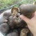 野生牛肝菌