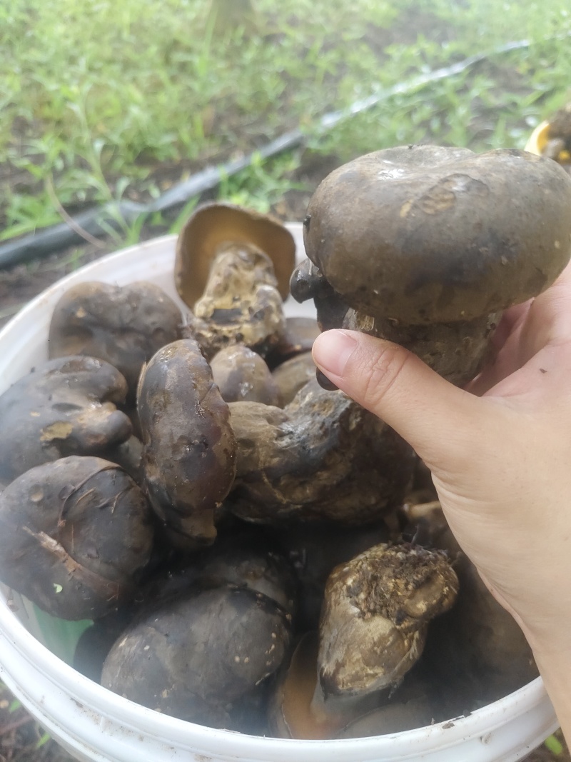 野生牛肝菌