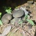 野生牛肝菌