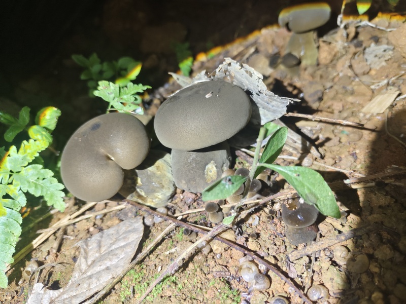 野生牛肝菌
