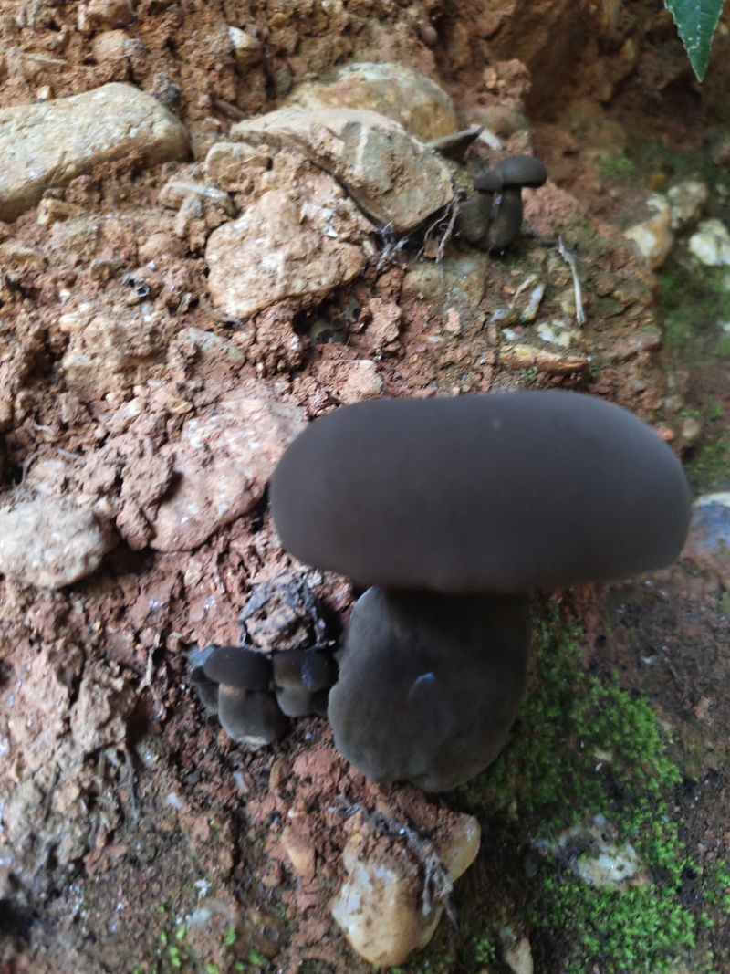 野生牛肝菌