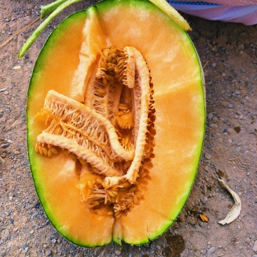 西州蜜瓜