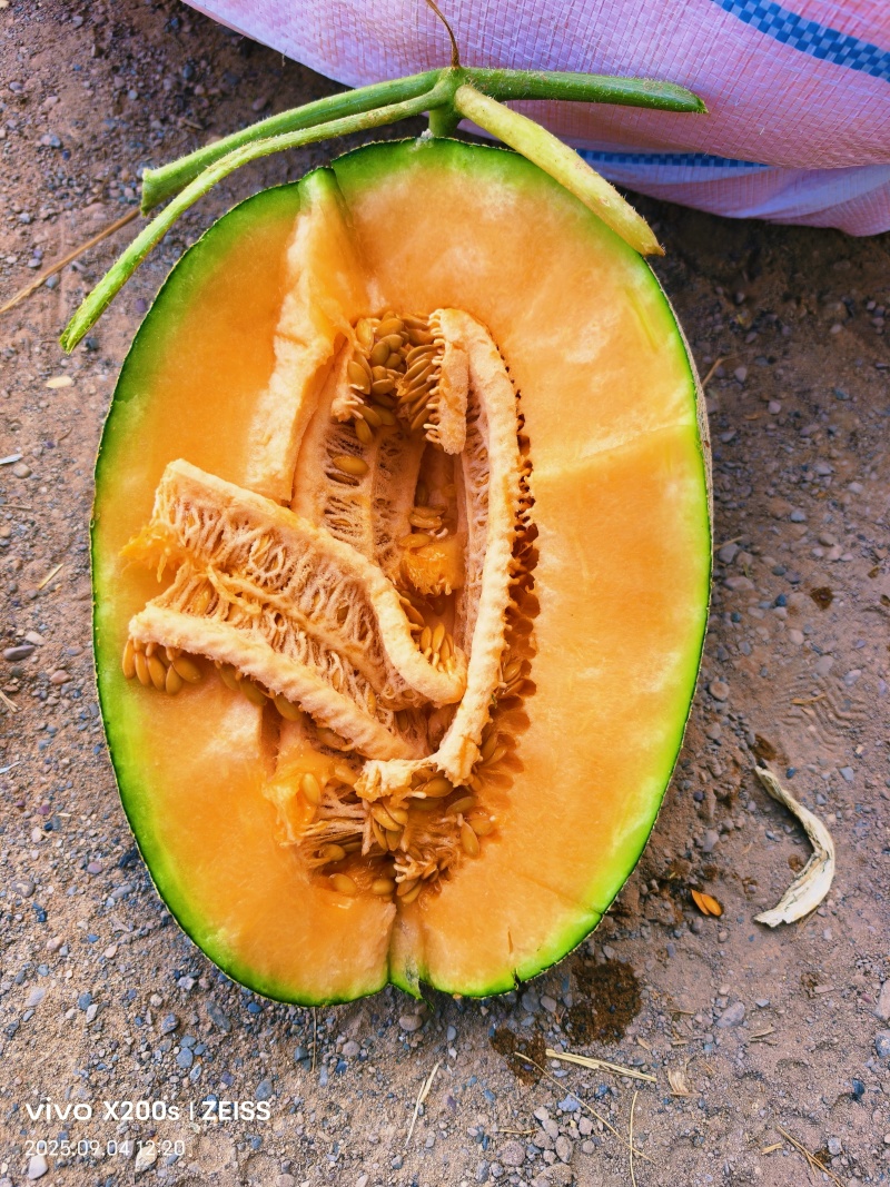 西州蜜瓜