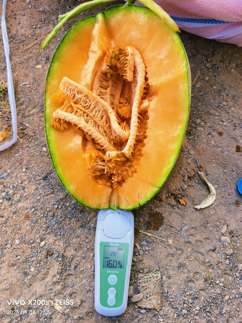 西州蜜瓜