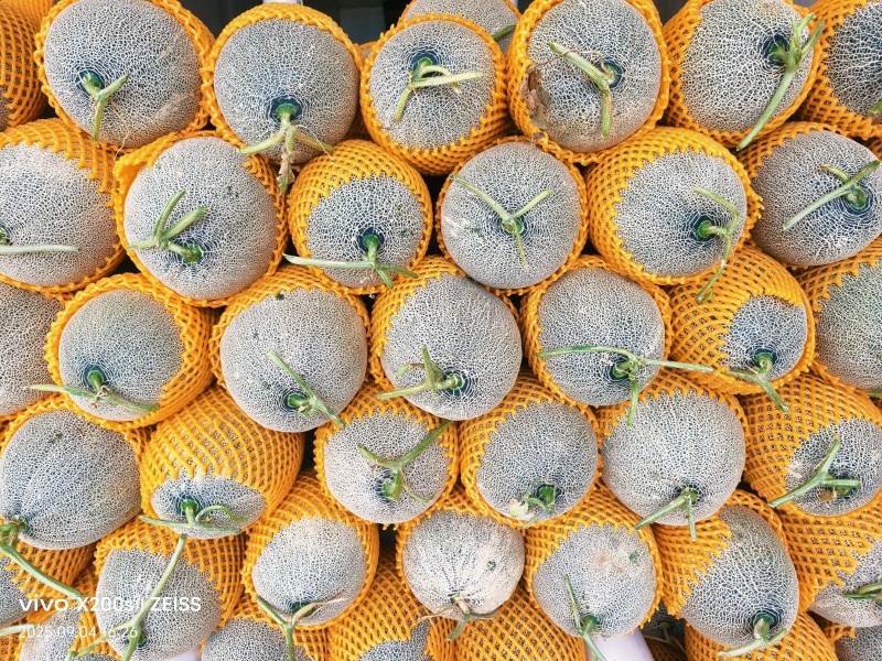 西州蜜瓜