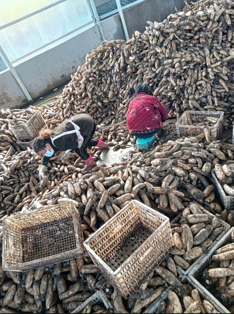 专业供应莲藕下脚料藕把货源稳定人工挑拣清洗