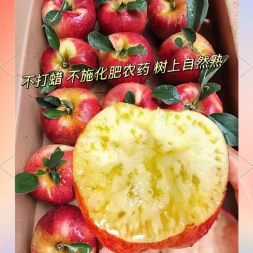 红露苹果昭通早熟苹果果园直采一手货源代发全国
