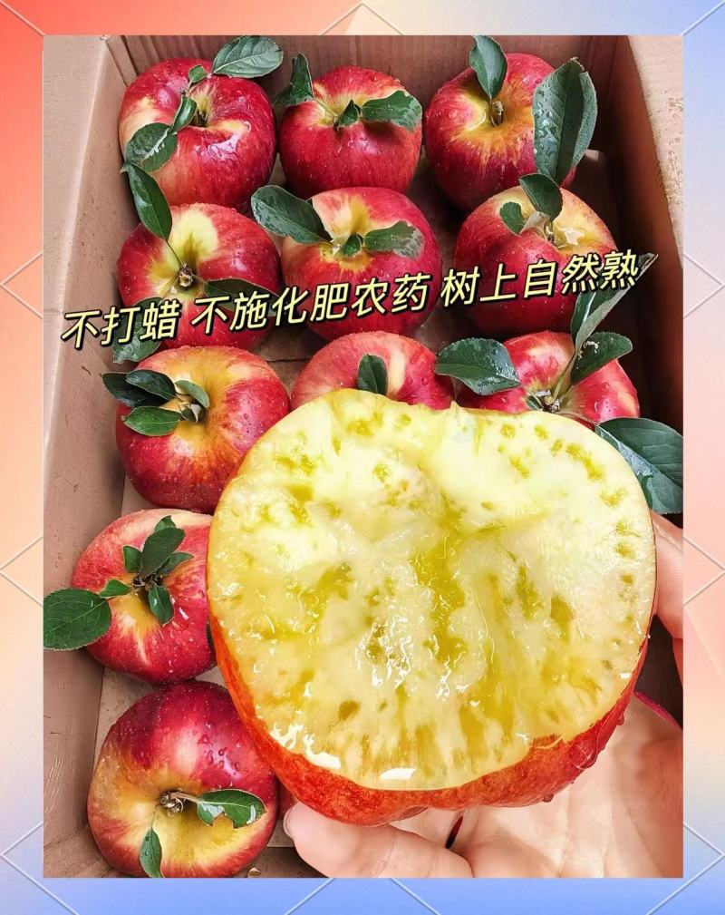 红露苹果昭通早熟苹果果园直采一手货源代发全国