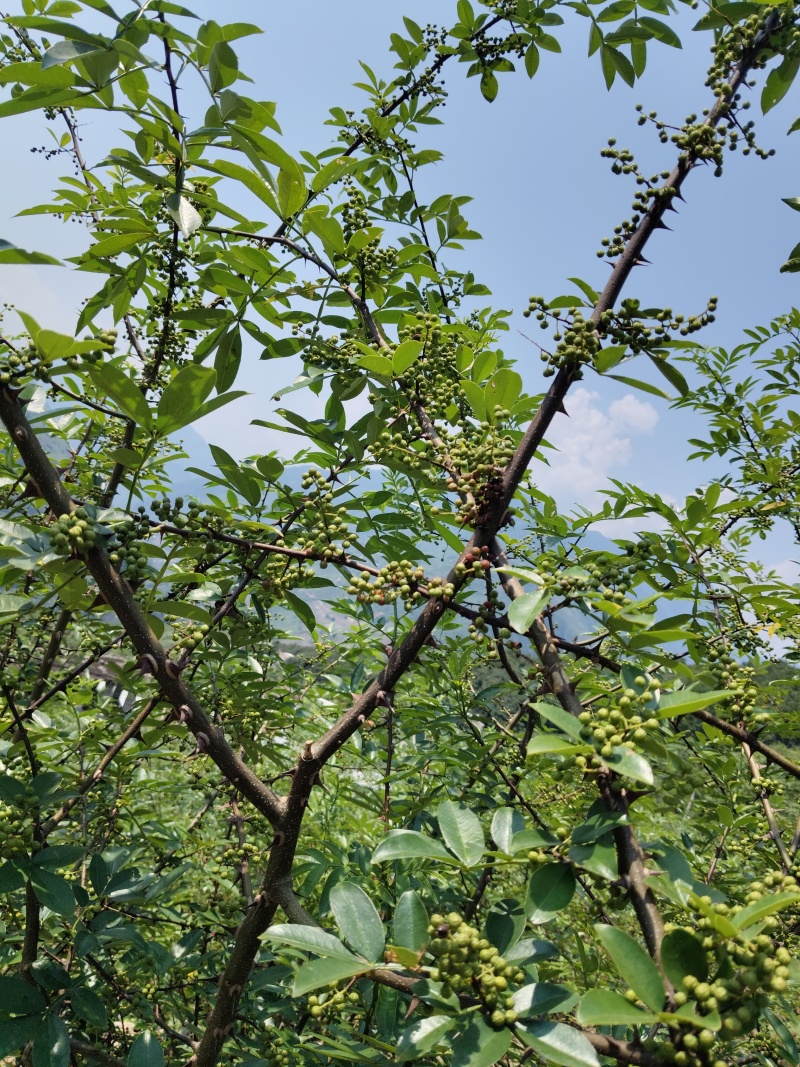 干花椒，产地直销