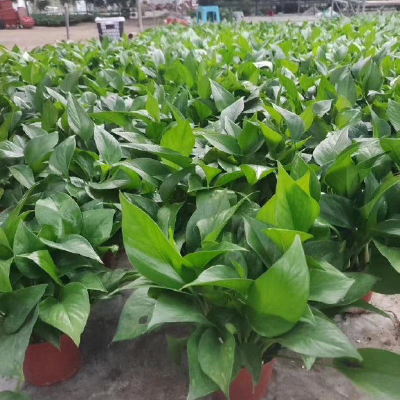 广州花都炭步110#绿萝基地批发