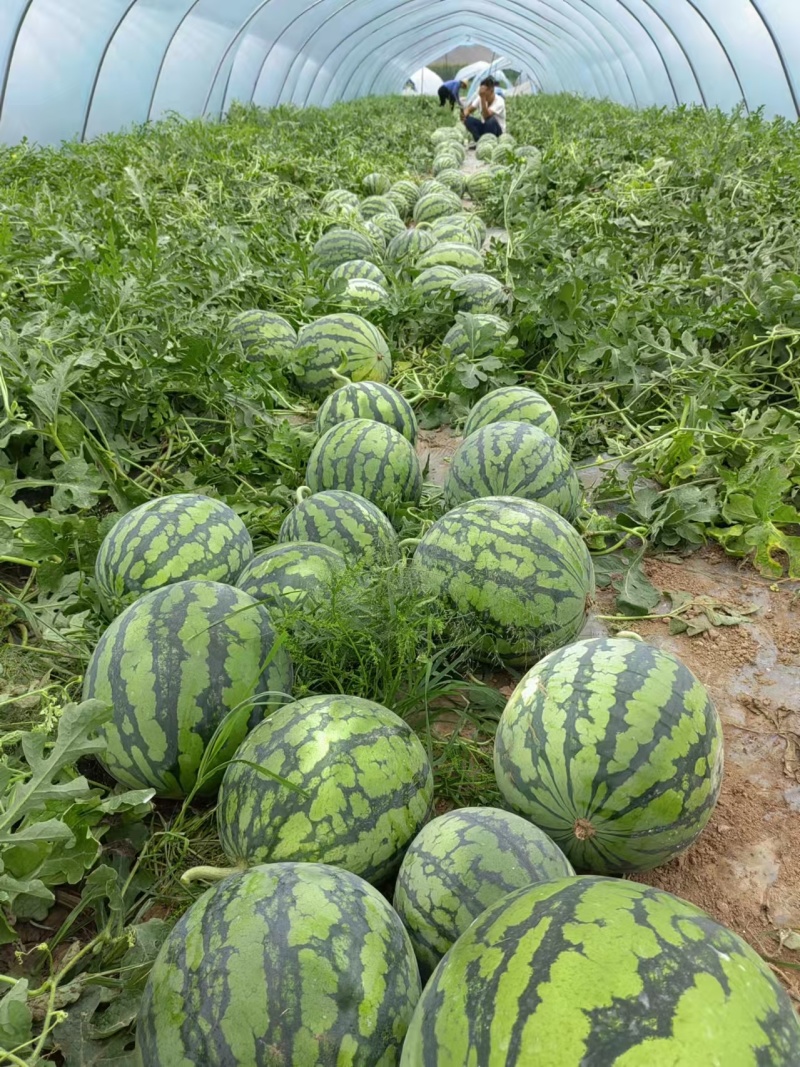 河北大棚无籽美都
