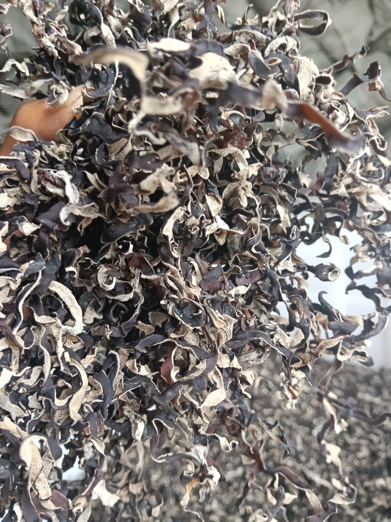 二茬木耳丝