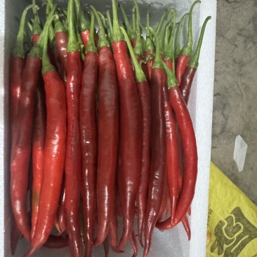 精品红线椒市场货精品货通过大量有