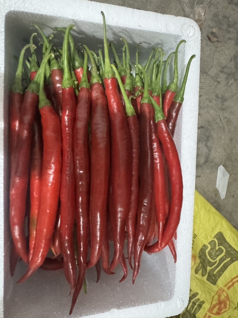 精品红线椒市场货精品货通过大量有