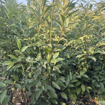 天竺桂绿篱