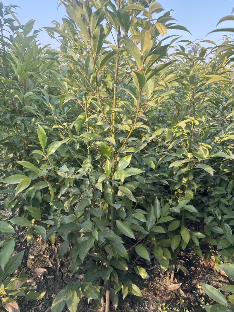 天竺桂绿篱