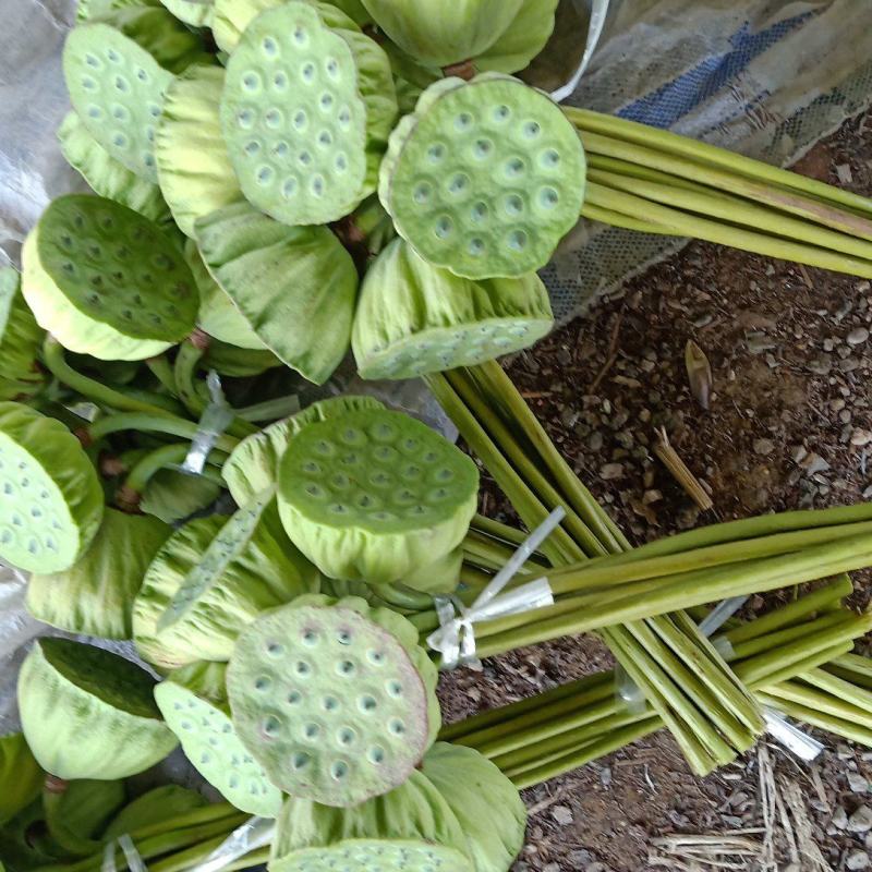 新鲜莲蓬