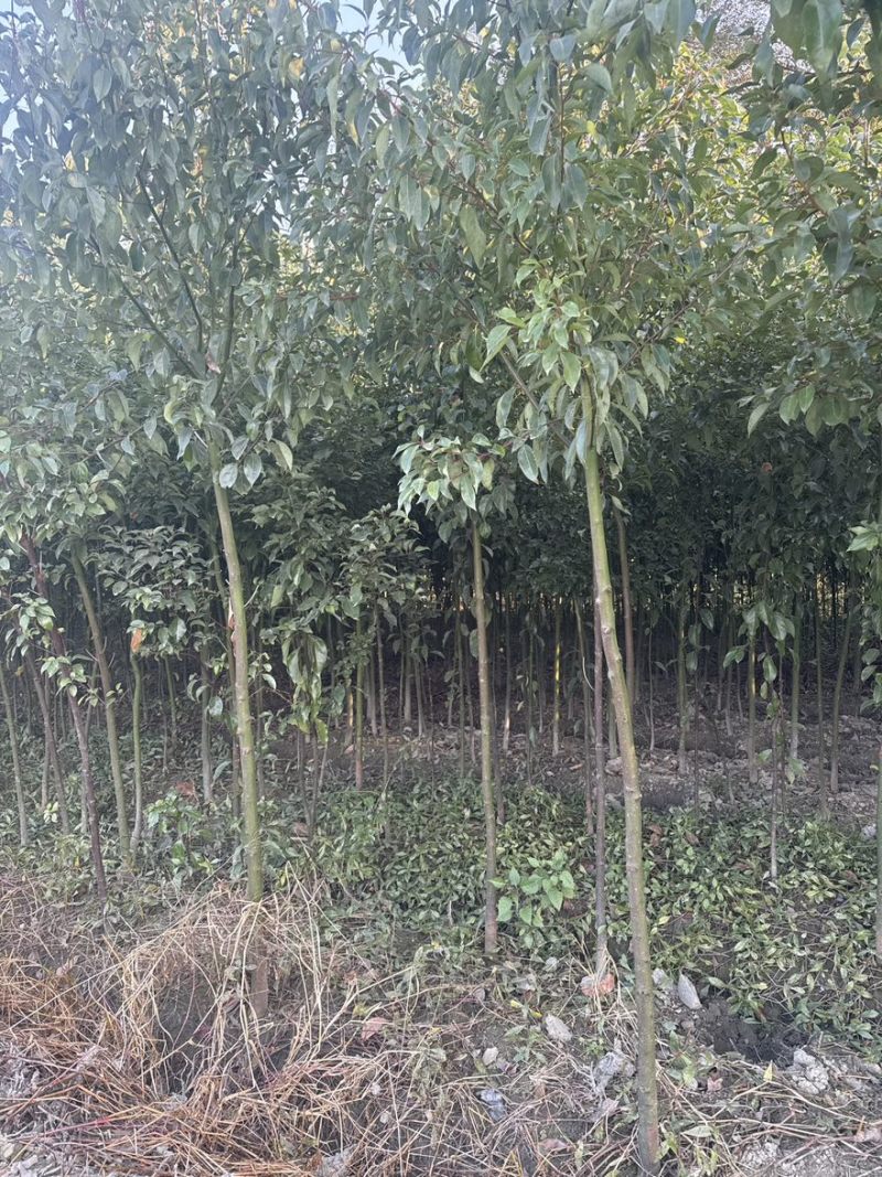 小叶香樟