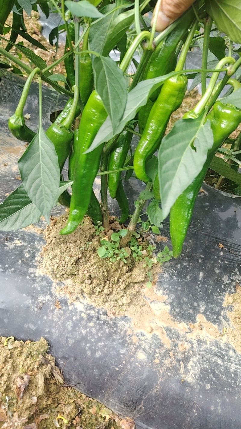 牛角椒，青皮尖椒
