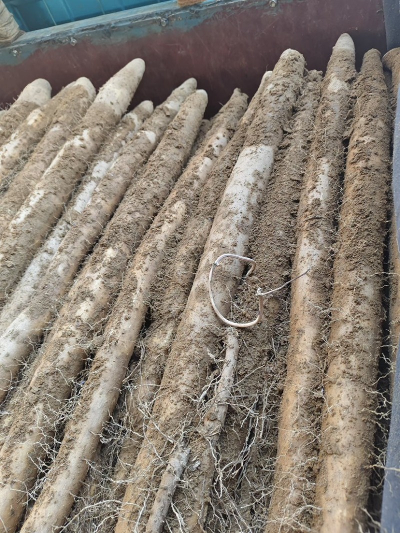 福建南平毛山药