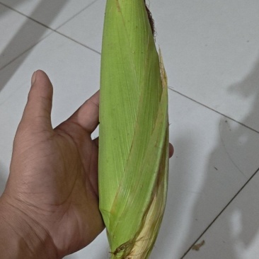 玉米