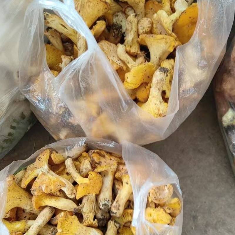 每日都有大量鲜货