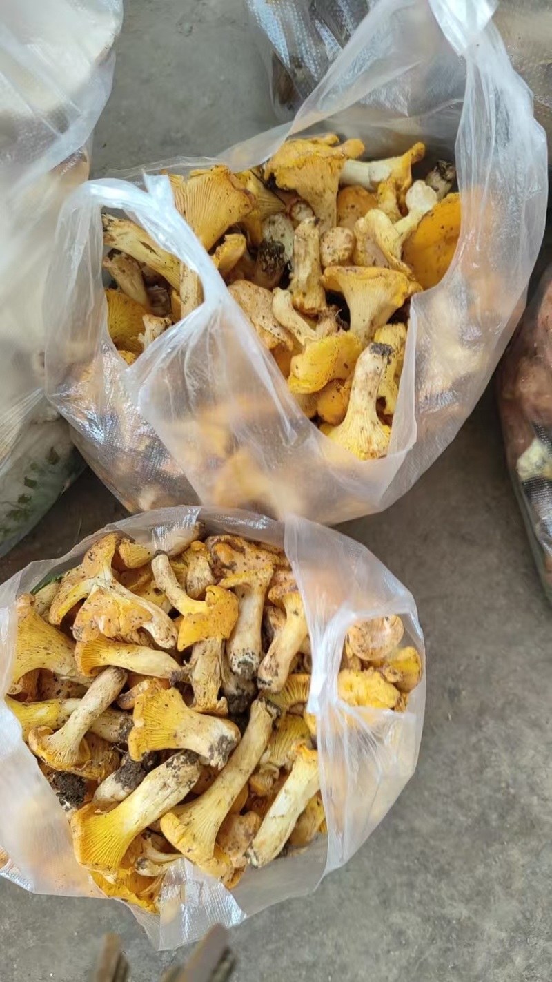 每日都有大量鲜货