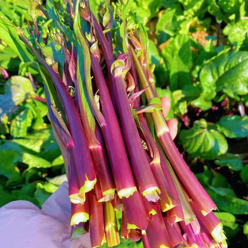 新选九月鲜红菜苔种子杂交小叶油亮绿芯红菜苔秋季耐寒高产
