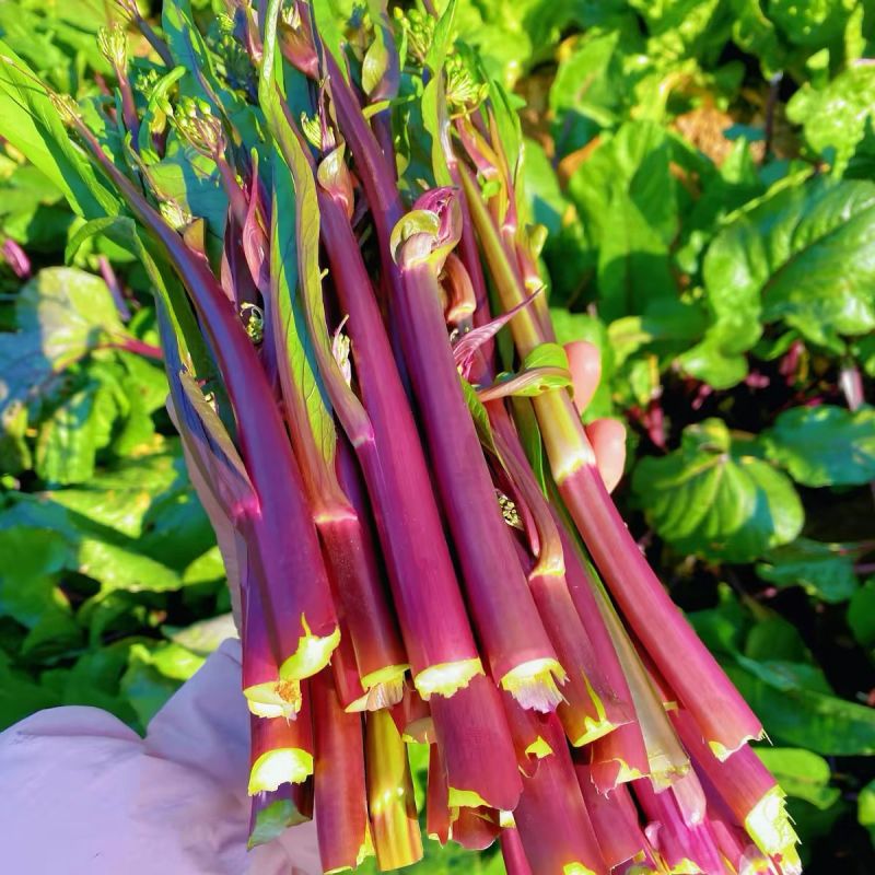 新选九月鲜红菜苔种子杂交小叶油亮绿芯红菜苔秋季耐寒高产