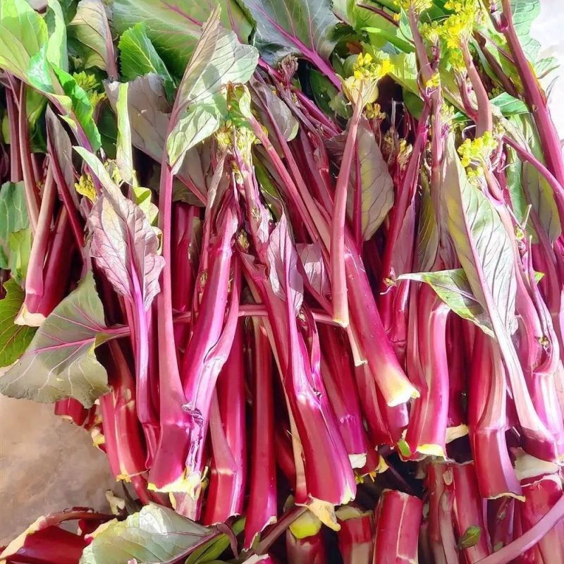 新选九月鲜红菜苔种子杂交小叶油亮绿芯红菜苔秋季耐寒高产