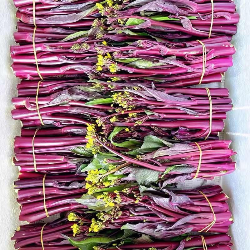 新选九月鲜红菜苔种子杂交小叶油亮绿芯红菜苔秋季耐寒高产