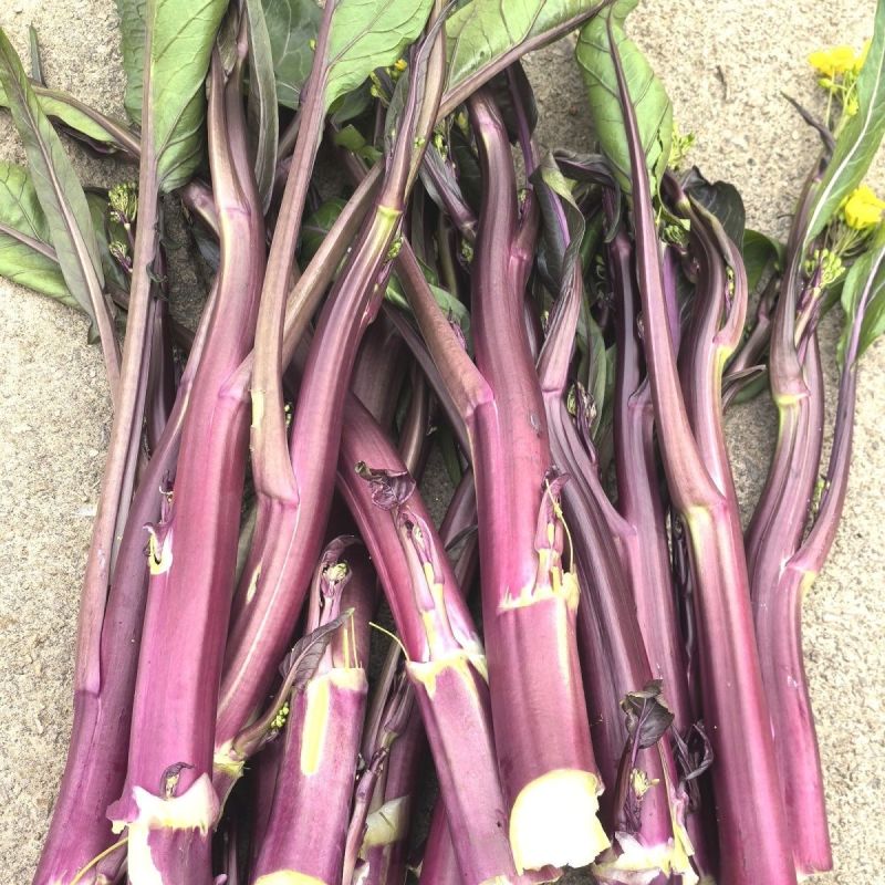 新选九月鲜红菜苔种子杂交小叶油亮绿芯红菜苔秋季耐寒高产