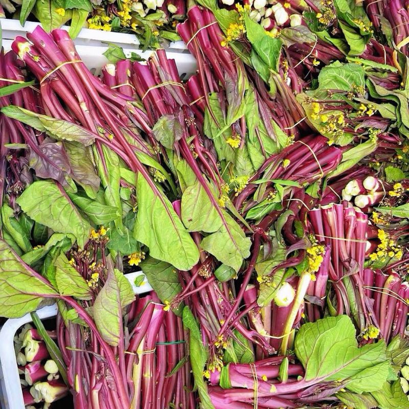 新选九月鲜红菜苔种子杂交小叶油亮绿芯红菜苔秋季耐寒高产