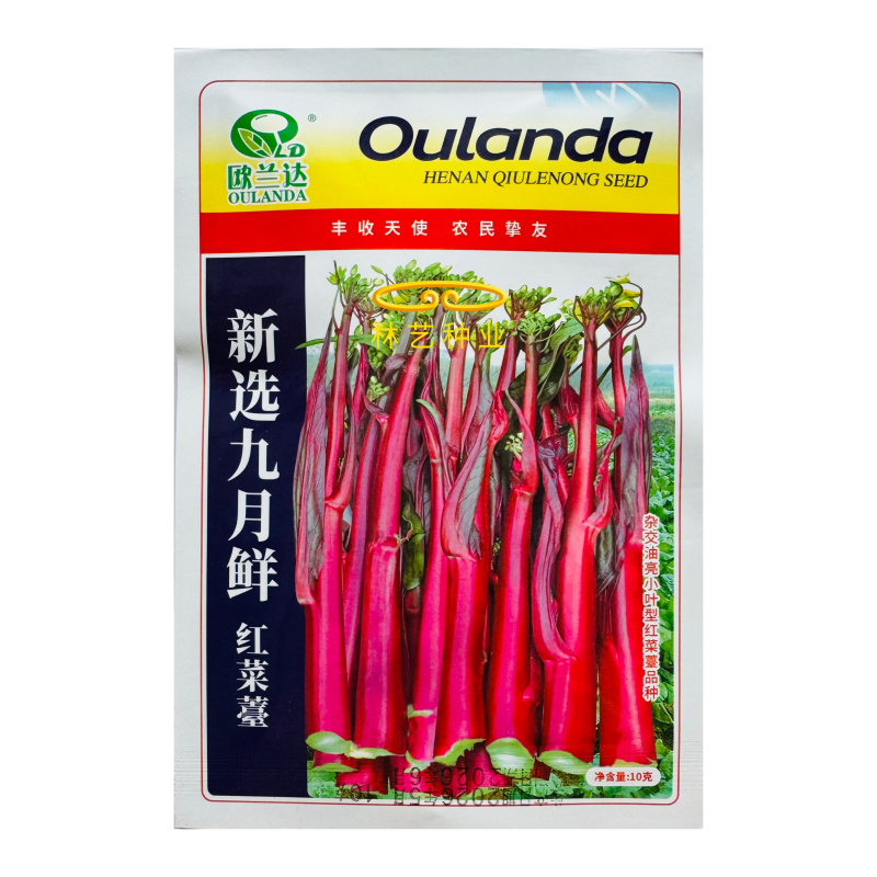新选九月鲜红菜苔种子杂交小叶油亮绿芯红菜苔秋季耐寒高产