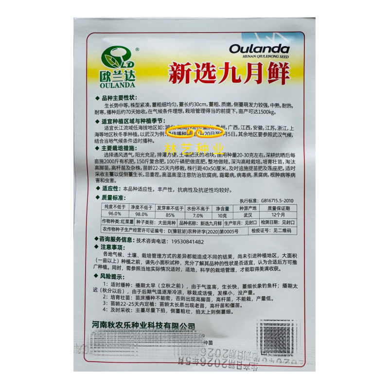 新选九月鲜红菜苔种子杂交小叶油亮绿芯红菜苔秋季耐寒高产