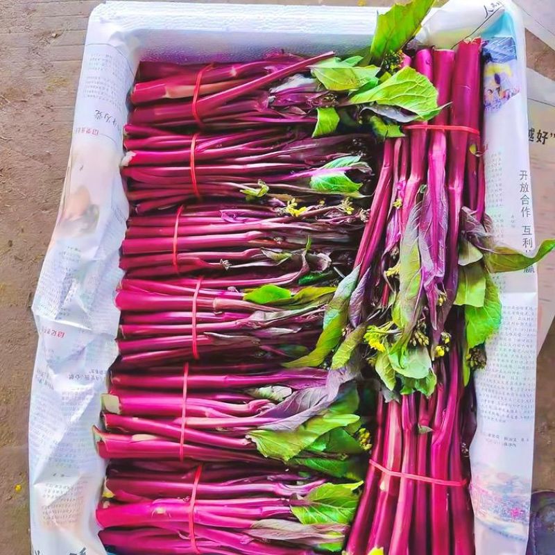 优选十月鲜红菜苔种子油亮绿芯红菜苔秋季耐寒高产蔬菜籽