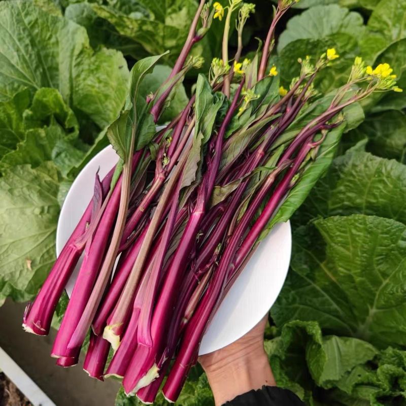 优选十月鲜红菜苔种子油亮绿芯红菜苔秋季耐寒高产蔬菜籽