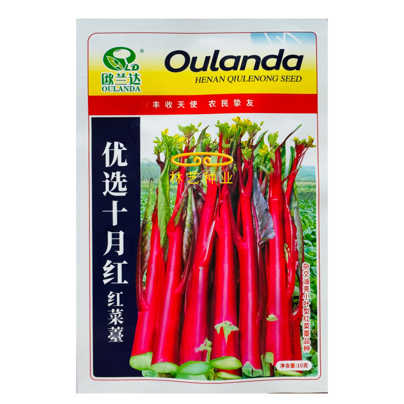 优选十月鲜红菜苔种子油亮绿芯红菜苔秋季耐寒高产蔬菜籽