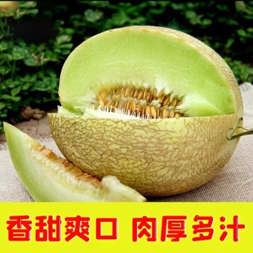 正宗民勤头茬沙漠银帝白兰瓜软糯多汁产地直发