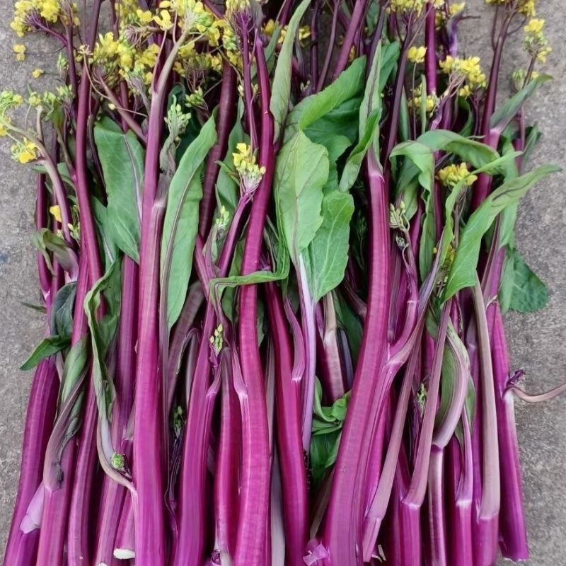 亮红棒棒苔红菜苔种子甜脆高产高熟期早菜农**抗病耐寒无蜡