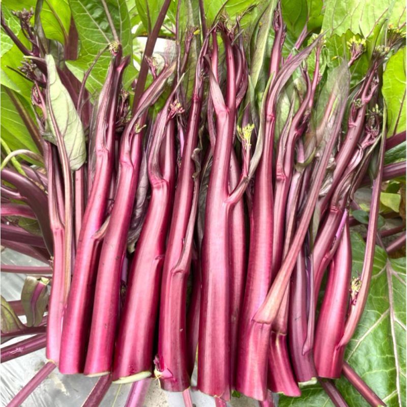 亮红棒棒苔红菜苔种子甜脆高产高熟期早菜农**抗病耐寒无蜡