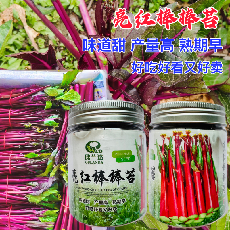 亮红棒棒苔红菜苔种子甜脆高产高熟期早菜农**抗病耐寒无蜡