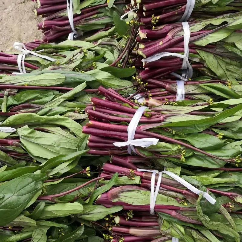 亮红棒棒苔红菜苔种子甜脆高产高熟期早菜农**抗病耐寒无蜡