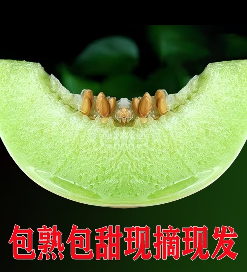 正宗民勤头茬沙漠银帝白兰瓜软糯多汁产地直发