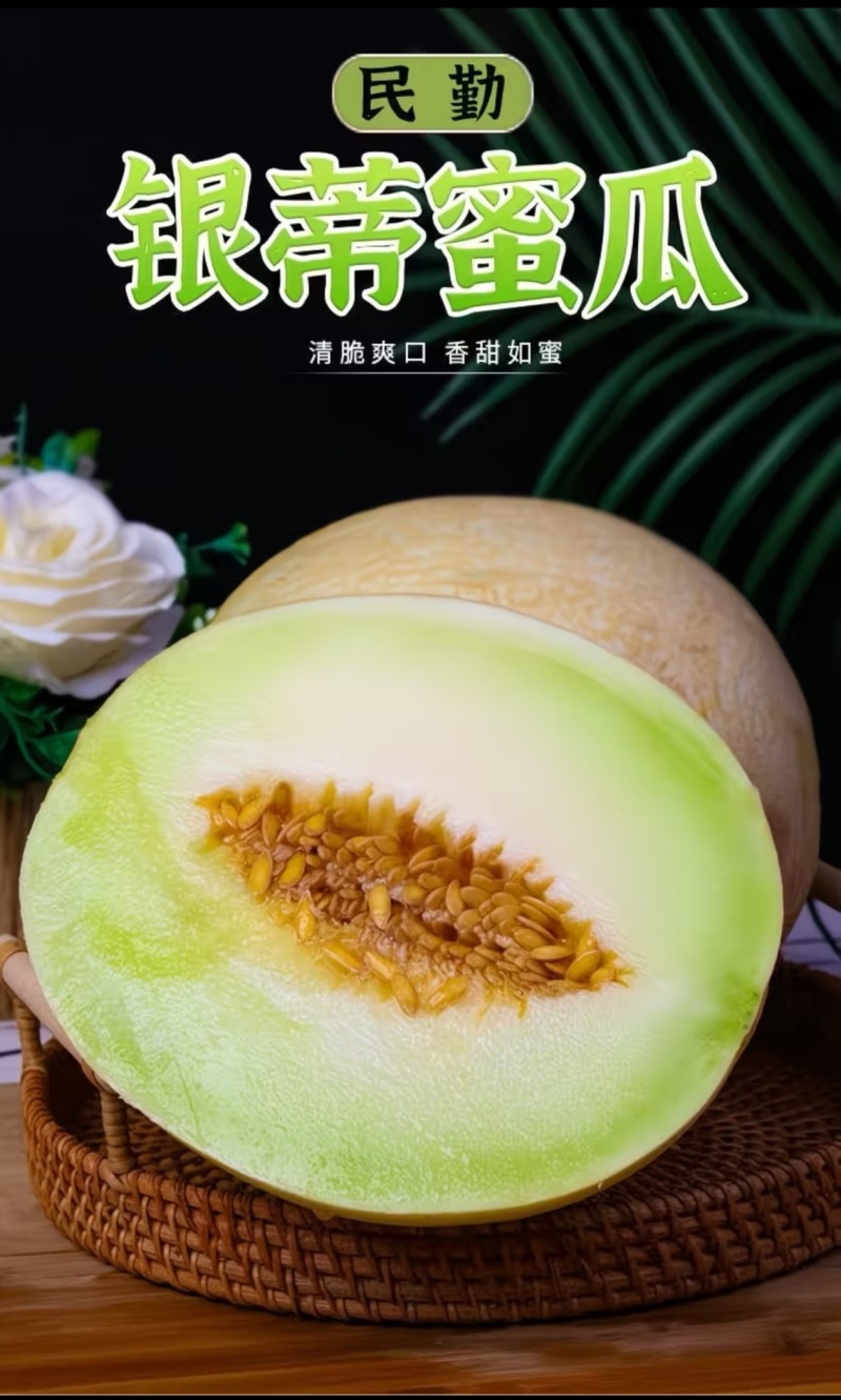 正宗民勤头茬沙漠银帝白兰瓜软糯多汁产地直发