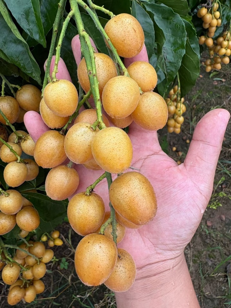 广西黄皮果无籽黄皮鸡心黄皮、土黄皮、黑金刚黄皮果代办包园